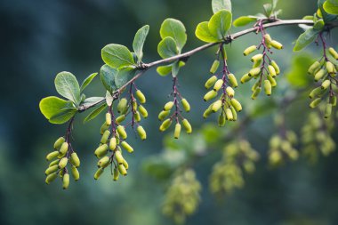 Ormanda Avrupa böğürtlenleri. Olgunlaşmamış dikdörtgen berberiler ve küçük yapraklarla dolu bir dal..
