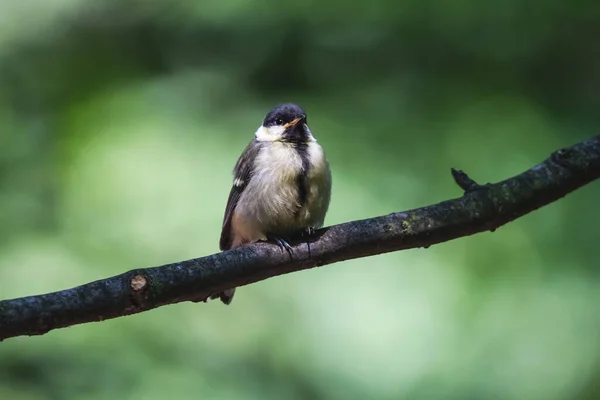 Juvenile Great Tit Chick Branch Young Titmouse Summer Forest Little — Zdjęcie stockowe