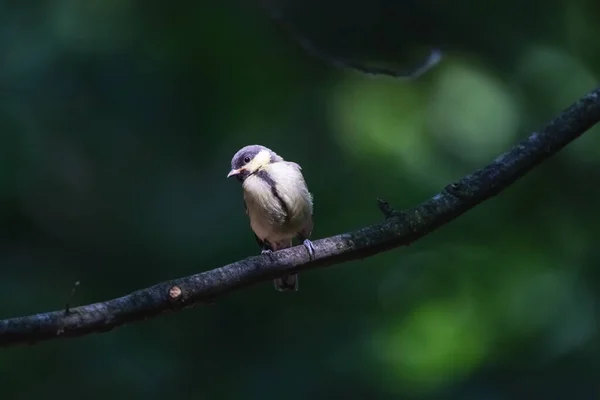 Great Tit Chick Perching Branch Summer Forest Juvenile Little Passerine — Zdjęcie stockowe