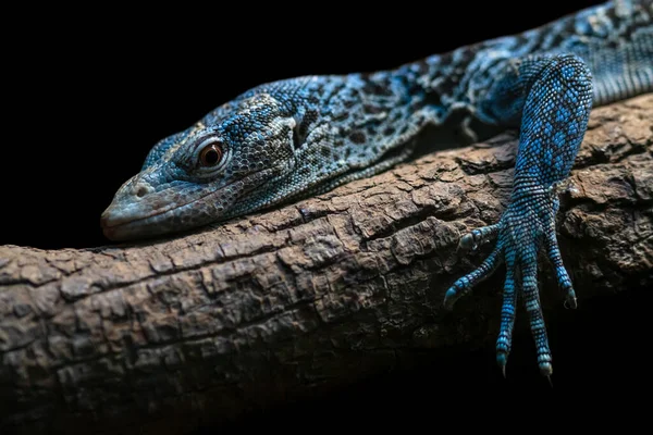 Blauer Baummonitor Großaufnahme Isoliert Auf Schwarzem Hintergrund Bedrohte Reptilienart Varanus — Stockfoto