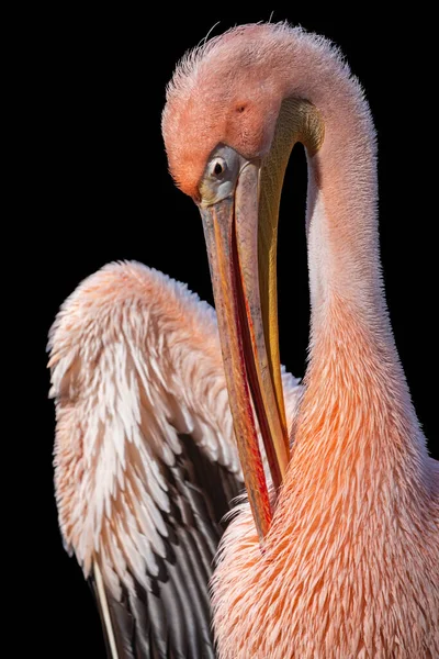 Grande Pelicano Branco Com Plumagem Rosa Isolada Sobre Fundo Preto — Fotografia de Stock