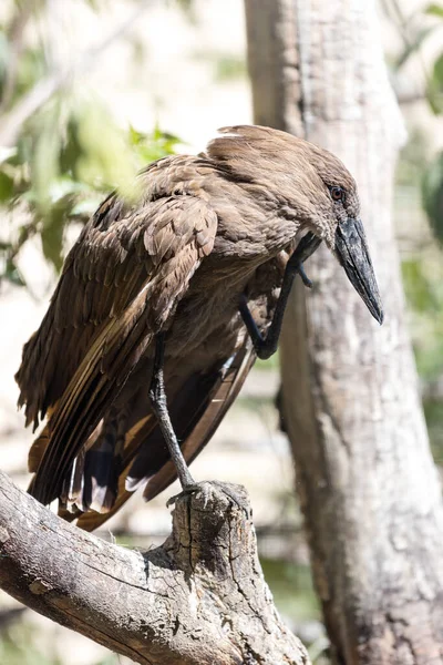 Hamerkop Kratzt Sich Mit Dem Bein Kopf Afrikanischer Watvogel Mit — Stockfoto