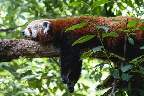 Fluffy red panda sleeping on the thick tree branch. Tired lesser panda or firefox relaxing in the summer forest with green foliage in the background.