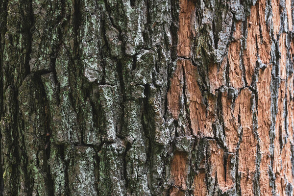 Tree bark texture close-up. Brown bark of the tree trunk covered with lichen and partially peeled off.