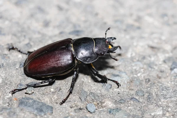 Female European Stag Beetle Ground Big Insect Powerful Mandibles Glossy — Stock Photo, Image