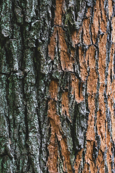 Partially peeled tree bark texture close-up. Brown bark of the tree trunk covered with lichen. Vertical photo.