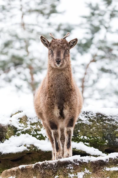 Markhor Παιδί Μικρά Κέρατα Στέκεται Στο Βράχο Νεαρό Βιδωτό Κατσικάκι — Φωτογραφία Αρχείου