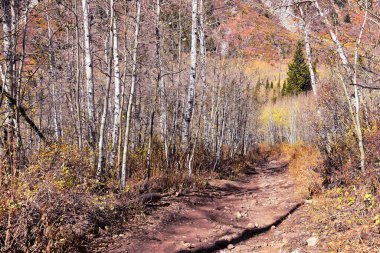 Red Pine Lake Trail dağ manzarası Beyaz Baldy ve Pfeifferhorn yürüyüş parkuruna doğru Little Cottonwood Canyon, Wasatch Rocky dağ sıraları, Utah, ABD. 