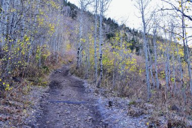 White Pine Lake Trail dağ manzarası Beyaz Baldy ve Pfeifferhorn yürüyüş parkuruna doğru Little Cottonwood Canyon, Wasatch Rocky dağ sıraları, Utah, ABD. 