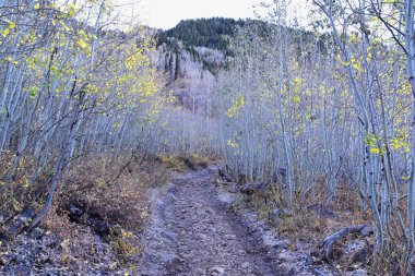 White Pine Lake Trail dağ manzarası Beyaz Baldy ve Pfeifferhorn yürüyüş parkuruna doğru Little Cottonwood Canyon, Wasatch Rocky dağ sıraları, Utah, ABD. 