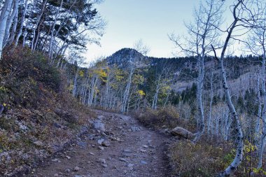 White Pine Lake Trail dağ manzarası Beyaz Baldy ve Pfeifferhorn yürüyüş parkuruna doğru Little Cottonwood Canyon, Wasatch Rocky dağ sıraları, Utah, ABD. 