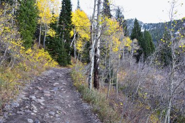 White Pine Lake Trail dağ manzarası Beyaz Baldy ve Pfeifferhorn yürüyüş parkuruna doğru Little Cottonwood Canyon, Wasatch Rocky dağ sıraları, Utah, ABD. 