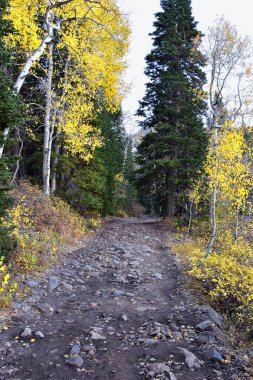 White Pine Lake Trail dağ manzarası Beyaz Baldy ve Pfeifferhorn yürüyüş parkuruna doğru Little Cottonwood Canyon, Wasatch Rocky dağ sıraları, Utah, ABD. 
