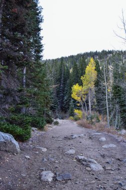 White Pine Lake Trail dağ manzarası Beyaz Baldy ve Pfeifferhorn yürüyüş parkuruna doğru Little Cottonwood Canyon, Wasatch Rocky dağ sıraları, Utah, ABD. 
