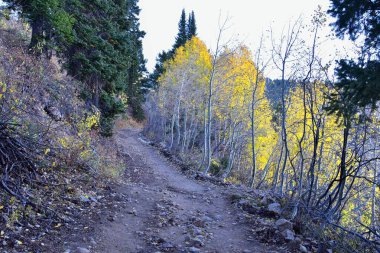 White Pine Lake Trail dağ manzarası Beyaz Baldy ve Pfeifferhorn yürüyüş parkuruna doğru Little Cottonwood Canyon, Wasatch Rocky dağ sıraları, Utah, ABD. 