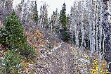 White Pine Lake Trail dağ manzarası Beyaz Baldy ve Pfeifferhorn yürüyüş parkuruna doğru Little Cottonwood Canyon, Wasatch Rocky dağ sıraları, Utah, ABD. 