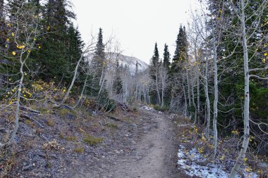 White Pine Lake Trail dağ manzarası Beyaz Baldy ve Pfeifferhorn yürüyüş parkuruna doğru Little Cottonwood Canyon, Wasatch Rocky dağ sıraları, Utah, ABD. 