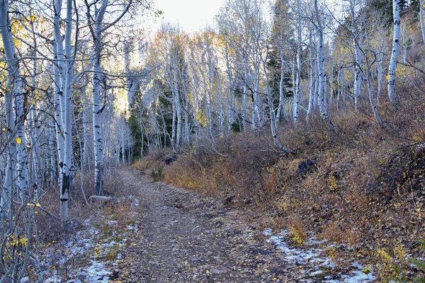 White Pine Lake Trail Mountain Landscape Scenic White Baldy Pfeifferhorn — Stock Photo, Image