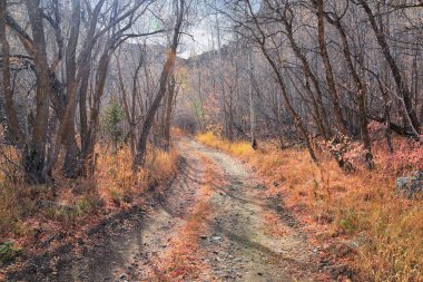 Slate Canyon yürüyüş parkuru, Slate Canyon dağ manzarası, Slide Canyon, Rock Canyon ve Provo, Wasatch Rocky sıradağları, Utah, ABD. 