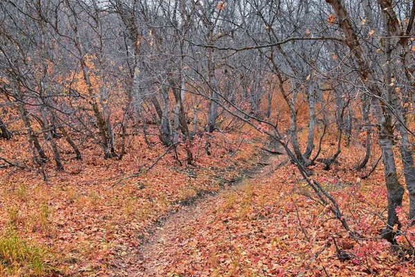 Slate Canyon Hiking Trail Fall Leaves Mountain Landscape View Slide — Stock fotografie