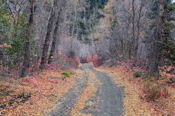 Slate Canyon Hiking Trail Fall Leaves Mountain Landscape View Slide — Stock fotografie