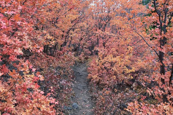 Skluzavka Canyon Turistické Stezky Podzim Listí Horské Krajiny Pohled Kolem — Stock fotografie