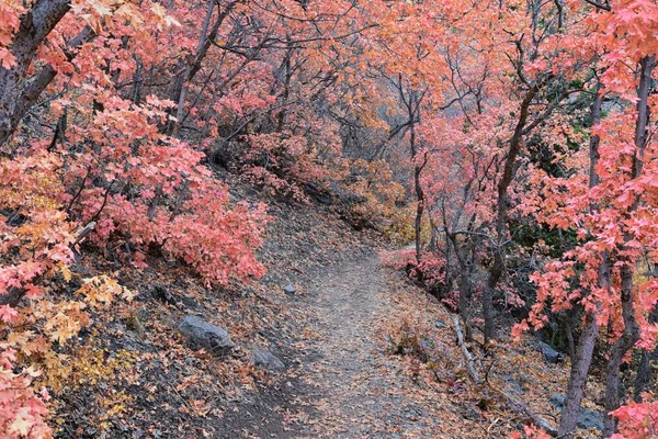 Slide Canyon Túraútvonal Ősz Levelek Hegyvidéki Kilátás Körül Trail Provo — Stock Fotó