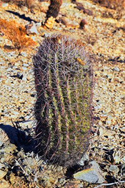 Fıçı kaktüsü, Ferocactus Wislizeni Cactaceae Arizona, Fishhook, Candy veya Güneybatı fıçı kaktüsü olarak da bilinir. Kuzey Meksika ve Güney Amerika Birleşik Devletleri 'nin South Mountain Park ve Preserve, Pima Canyon Trail, Phoenix. 