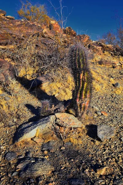 Barrel Cactus Ferocactus Wislizeni Cactaceae Também Conhecida Como Arizona Fishhook — Fotografia de Stock