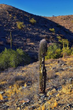 Kaktüs, Saguaro, Carnegiea Gigantea, kışın South Mountain Park and Preserve, Pima Canyon Trail, Phoenix, Güney Arizona Çölü. Birleşik Devletler.