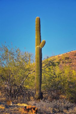 Kaktüs, Saguaro, Carnegiea Gigantea, kışın South Mountain Park and Preserve, Pima Canyon Trail, Phoenix, Güney Arizona Çölü. Birleşik Devletler.