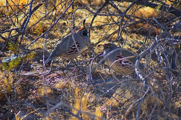 Gambel Quail Callipepla Gambelii Running Foraging Flock Convey Bevy Male — Stock Photo, Image