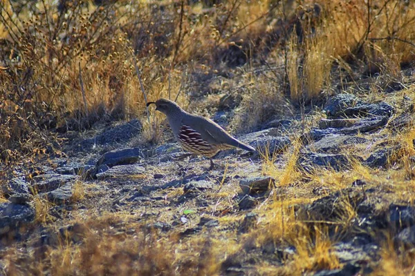 Gambel Wachtel Callipepla Gambelii Läuft Und Jagt Einer Herde Transportiert — Stockfoto