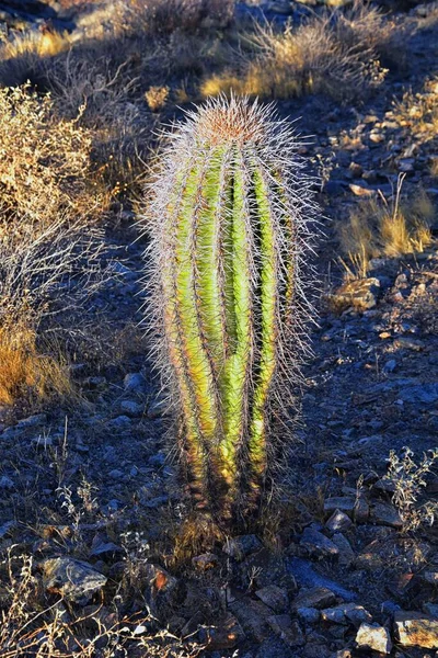 Cactus Saguaro Carnegiea Gigantea Зблизька Взимку South Mountain Park Preserve — стокове фото