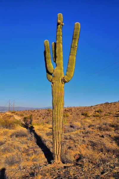 Cactus Saguaro Carnegiea Gigantea Close Inverno South Mountain Park Preserve — Fotografia de Stock