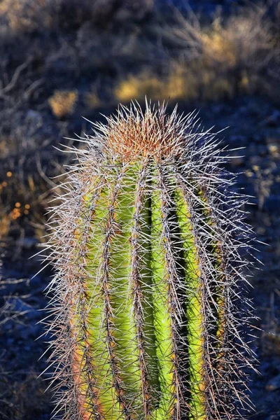 Cactus Saguaro Carnegiea Gigantea Close Inverno South Mountain Park Preserve — Fotografia de Stock