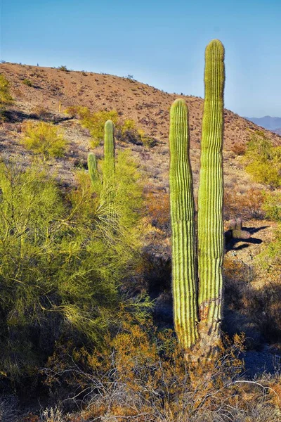 Kaktus Saguaro Carnegiea Gigantea Detailní Záběr Zimě South Mountain Park — Stock fotografie