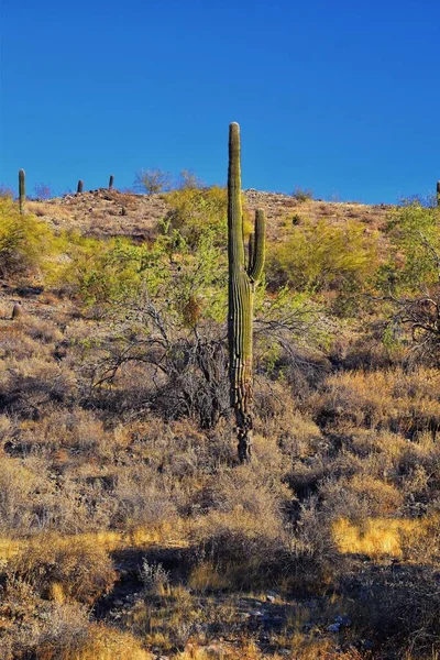 Cactus Saguaro Carnegiea Gigantea Close Winter South Mountain Park Preserve — Stockfoto