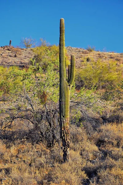 Kaktus Saguaro Carnegiea Gigantea Närbild Vintern South Mountain Park Och — Stockfoto