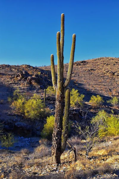 Cactus Saguaro Carnegiea Gigantea Close Inverno South Mountain Park Preserve — Fotografia de Stock