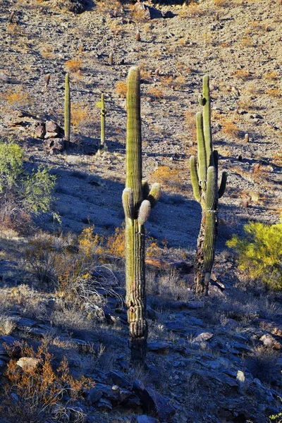 Cactus Saguaro Carnegiea Gigantea Close Inverno South Mountain Park Preserve — Fotografia de Stock