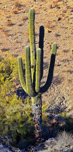 Cactus Saguaro Carnegiea Gigantea Close Inverno South Mountain Park Preserve — Fotografia de Stock