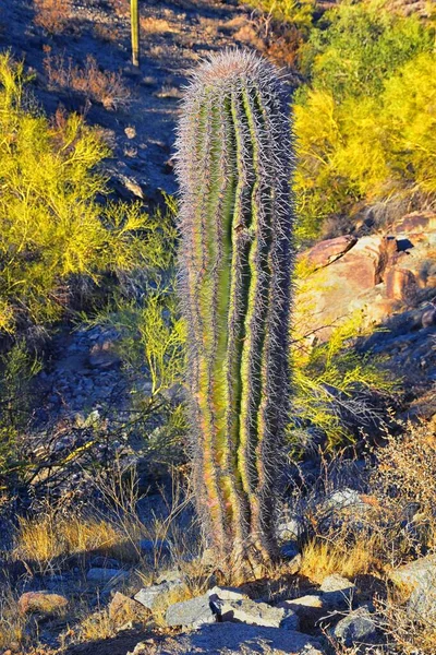 Kaktus Saguaro Carnegiea Gigantea Nahaufnahme Winter South Mountain Park Preserve — Stockfoto