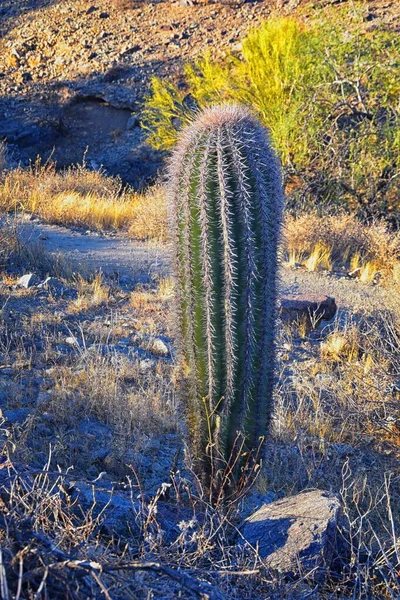 Kaktus Saguaro Carnegiea Gigantea Nahaufnahme Winter South Mountain Park Preserve — Stockfoto