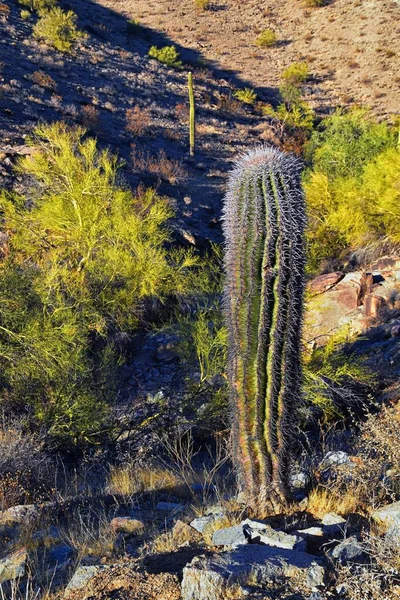 Cactus Saguaro Carnegiea Gigantea Close Inverno South Mountain Park Preserve — Fotografia de Stock