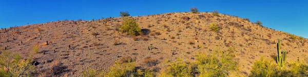 凤凰城下城从南山公园和保护区 皮马峡谷远足小径 凤凰城 亚利桑那州南部沙漠 — 图库照片