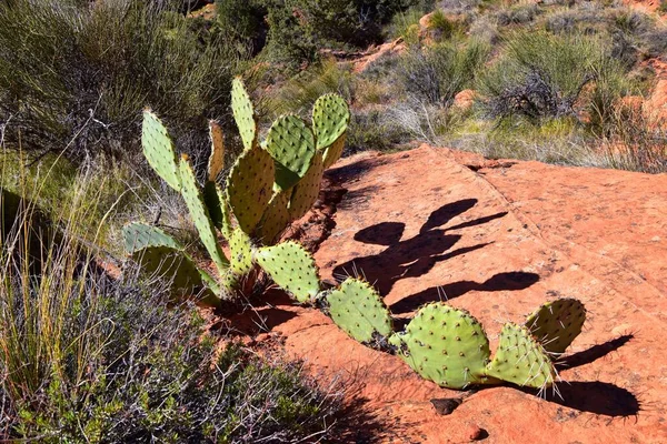 Prickly Pear Cactus Opuntia Ficus Indica Cliffs National Conservation Area — Fotografia de Stock