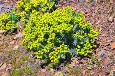 Dürüst Myrtle Spurge, sincap gübresi, mavi sümüklü böcek ya da geniş yapraklı glaküslü Euphorbia Rigida. Euphorbiaceae familyasından sulu bir bitki türü. Wasatch Front, Rocky Dağları, Utah, ABD, ABD.