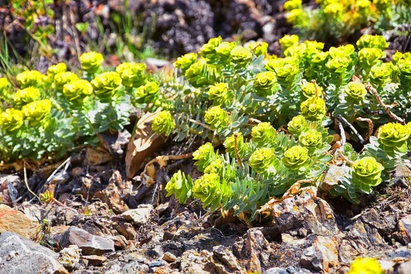 Myrtle Spurge Vertical Gopher Spurge Spurge Azul Glaucous Spurge Folhas — Fotografia de Stock