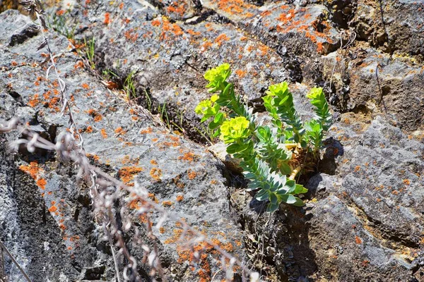 Escarcha Mirto Erguida Chorro Gopher Chorro Azul Chorro Glauco Hoja — Foto de Stock